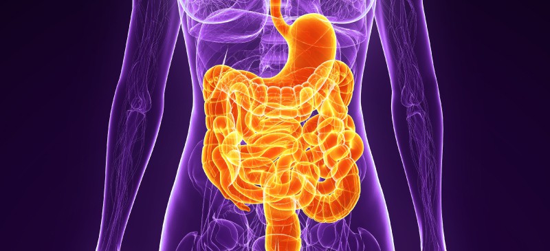 How the digestive system works - Dr. Axe