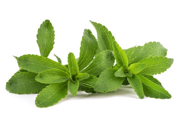 Isolated Image of Stevia Plant | Monk Fruit vs Stevia