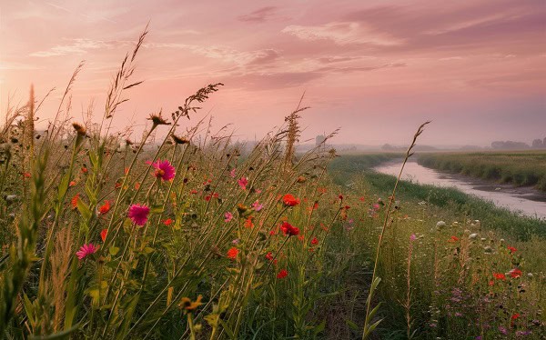 A serene morning in nature with red flowers in the foreground.