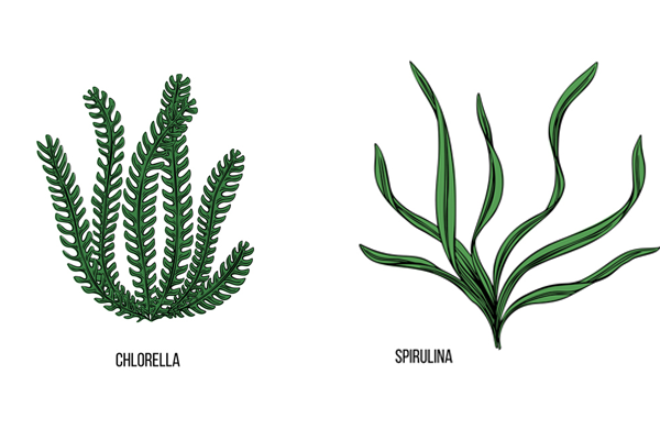 Comparison of Chlorella and Spirulina | Chlorella vs Spirulina