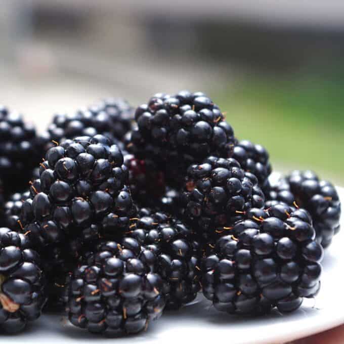 Fresh blackberries